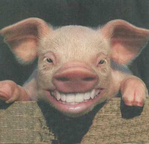 [Image: PigwithTeeth-vi.jpg]