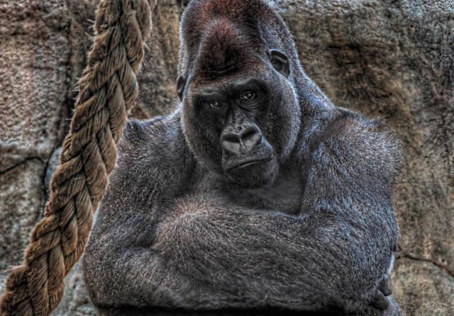 [Image: The%20gorilla%20with%20his%20arms%20folded_%20getting%20impatient.jpg]